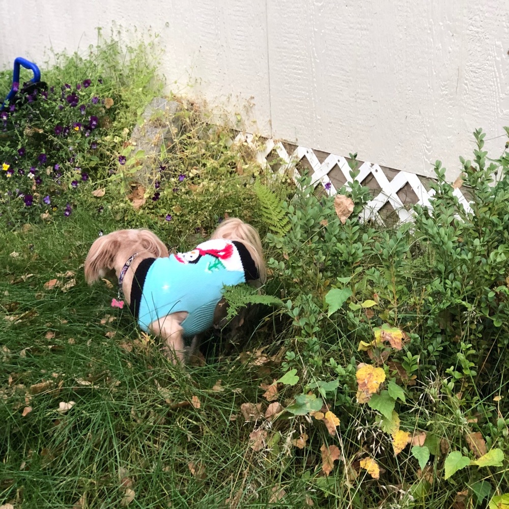 Meet your Posher, Tori